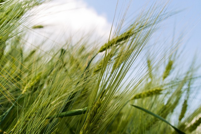 Par Quoi Remplacer La Farine De Riz