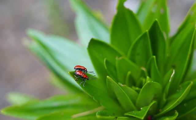 Pourquoi Les Chats N’aiment Pas Qu’on Leur Touche Le Ventre