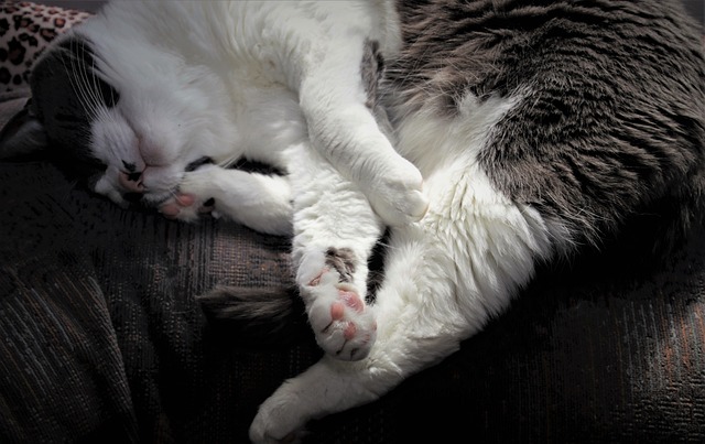 Pourquoi Mon Chat Ne Vient Pas Sur Moi