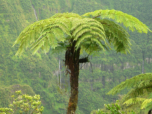 Que Faire À La Réunion Quand Il Pleut