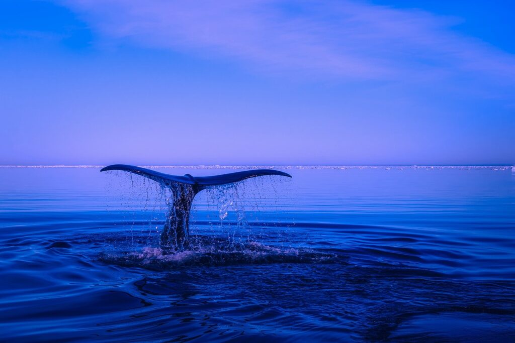 Combien de dents à une baleine bleue