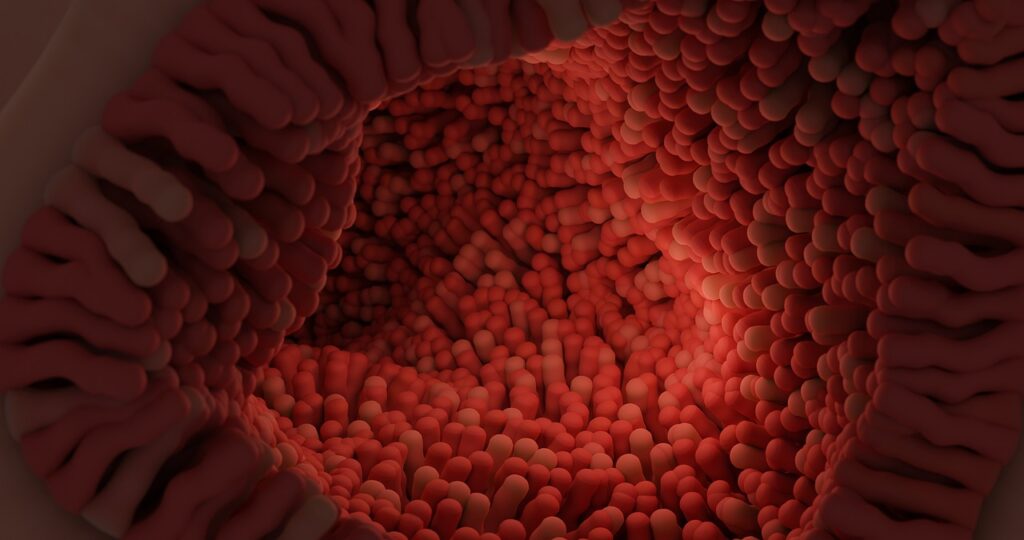 Combien d’estomac à un cheval