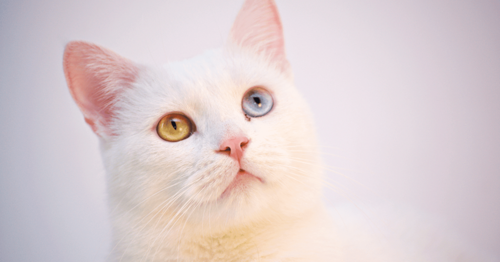 À combien de km entend un chat