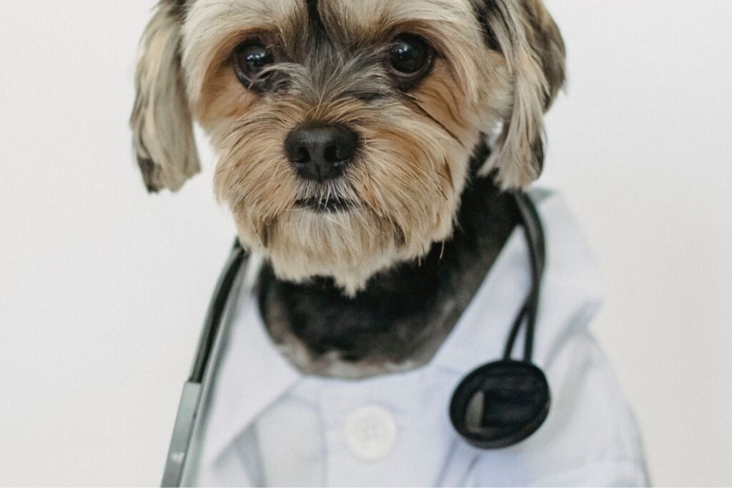 Comment faire un body pour chien avec un tee shirt