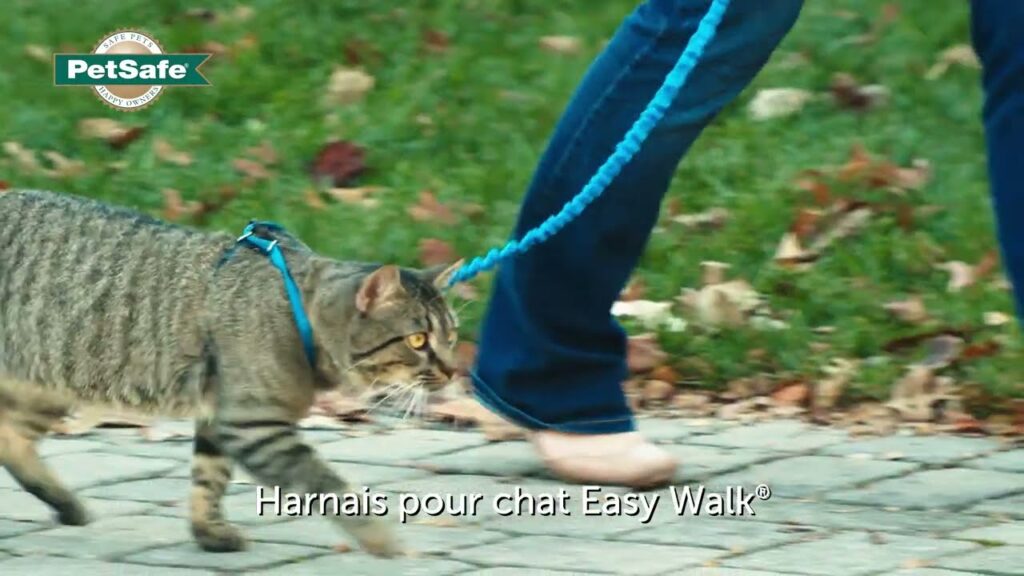 Comment mettre un harnais pour chat