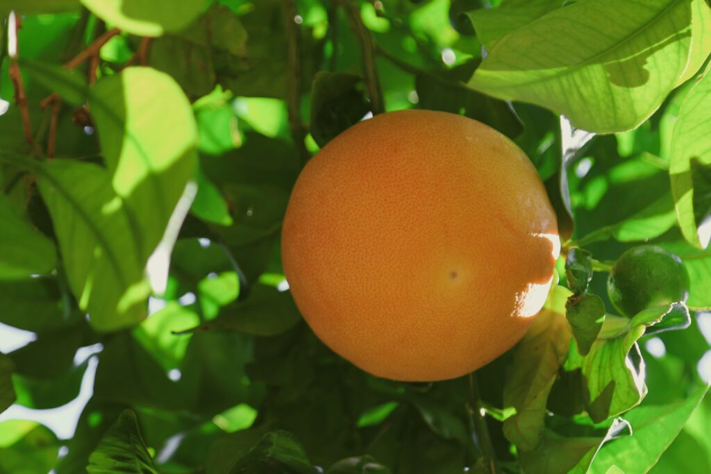 Comment faire un coulis d'agrumes