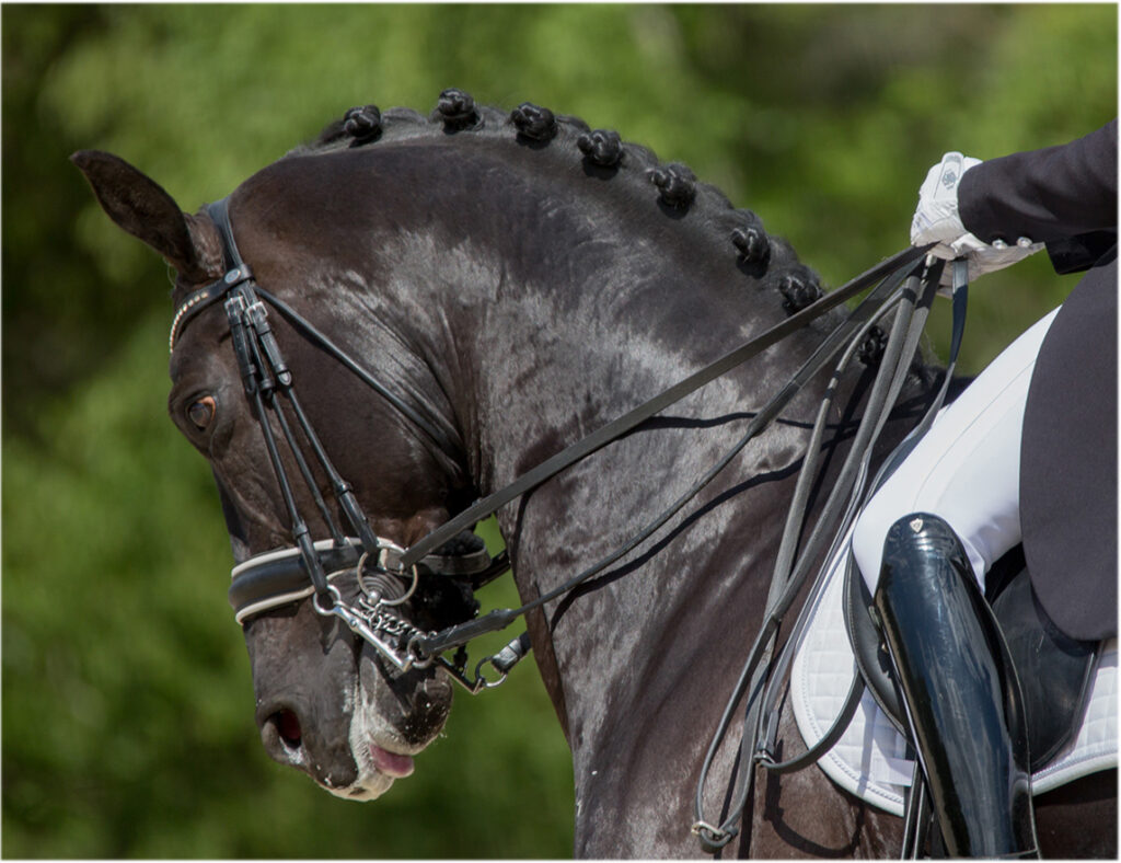 peut on monter un cheval qui a cushing : découvrez la vérité sur cette maladie équine et ses implications