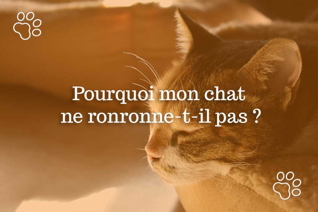 Pourquoi Mon Chat Ne Ronronne Pas