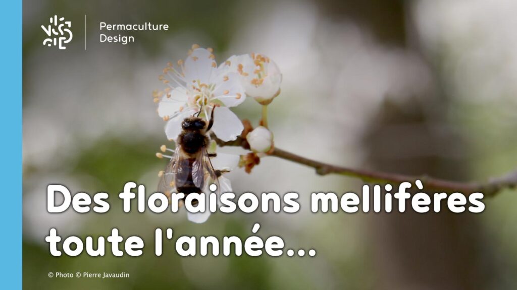 Qui produit un nectar apprécié des abeilles : découvrez les secrets des fleurs pollinifères